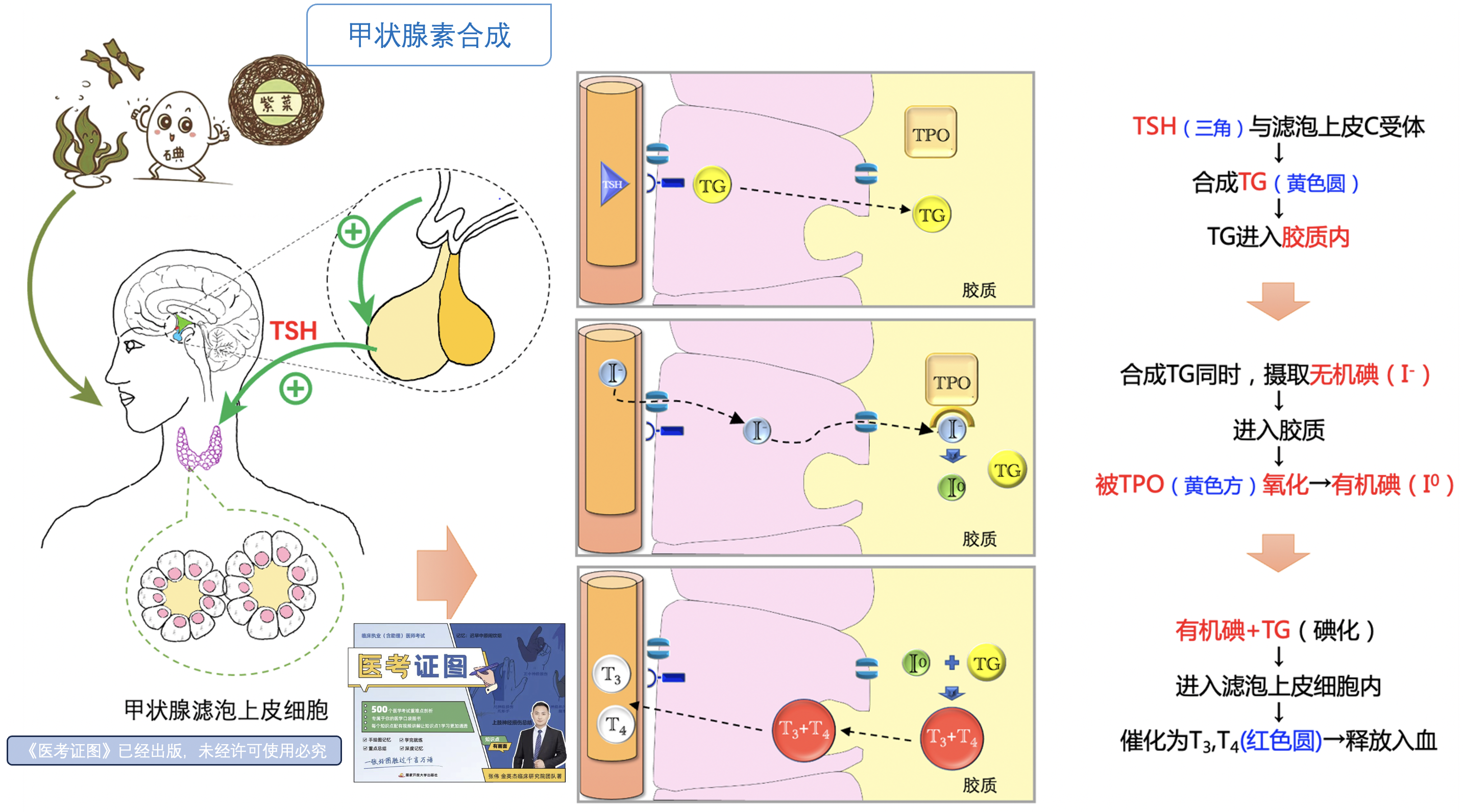 甲状腺素合成.png